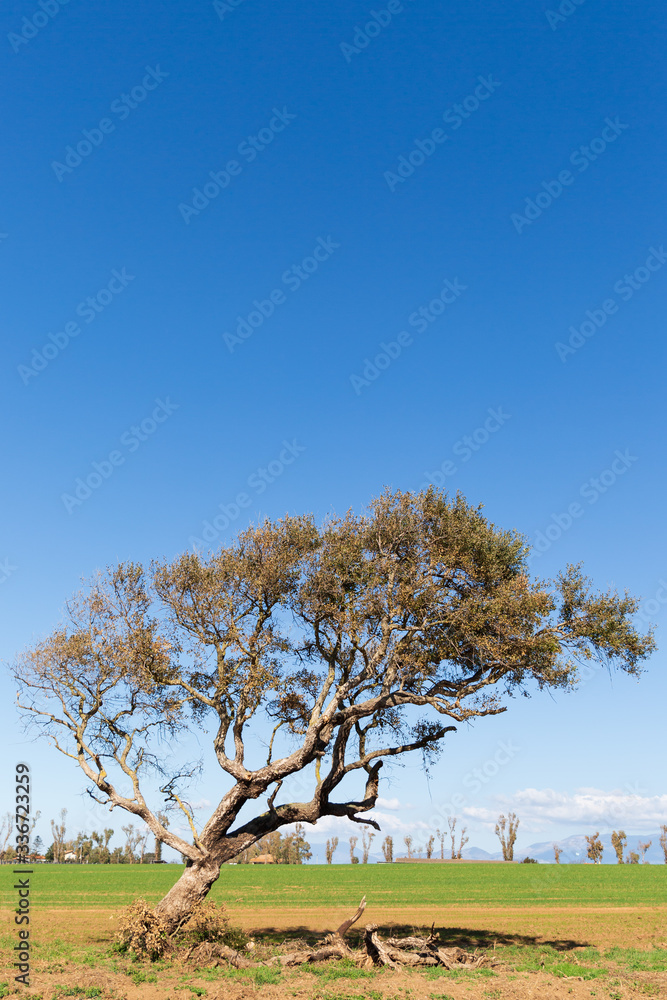 Un albero nelle campagne del Lazio presso Sabaudia, Latina, Italia Un albero nelle campagne del Lazio presso Sabaudia, Latina, Italia