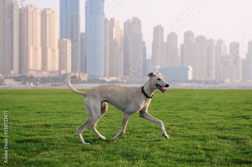 Canvas Print Dubai