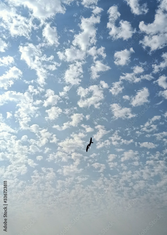 Obraz premium seagull in the sky