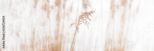 Field of dry brown grass close-up on natural background.