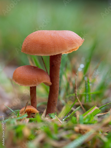 Laccaria laccata, commonly known as the deceiver, or waxy laccaria