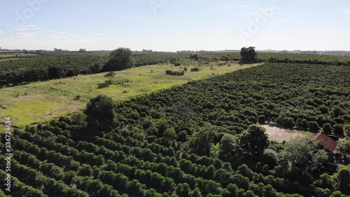 coffeeyard in Brazil