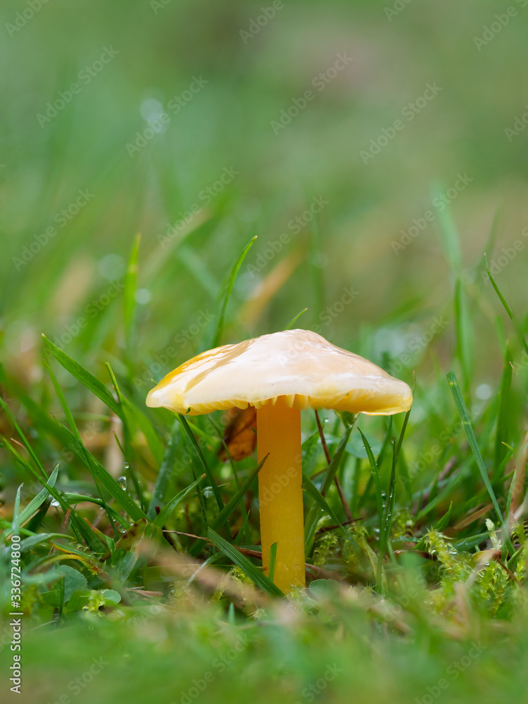 Yellow Gliophorus psittacinus, Parrot Waxcap Yellow Gliophorus psittacinus, Parrot Waxcap