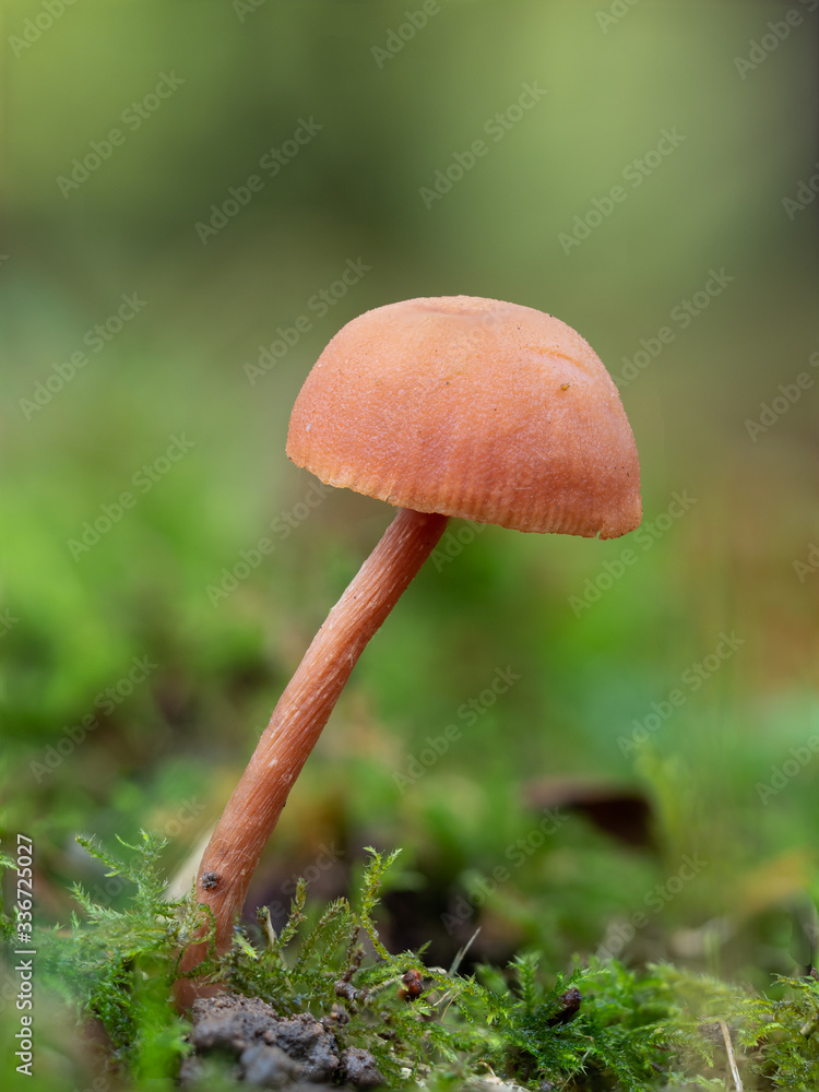 Fototapeta premium Laccaria laccata, commonly known as the deceiver, or waxy laccaria