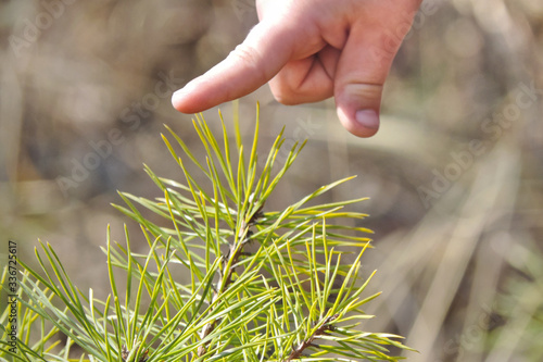 a small child's index finger touches a sharp spruce needle with caution and apprehension