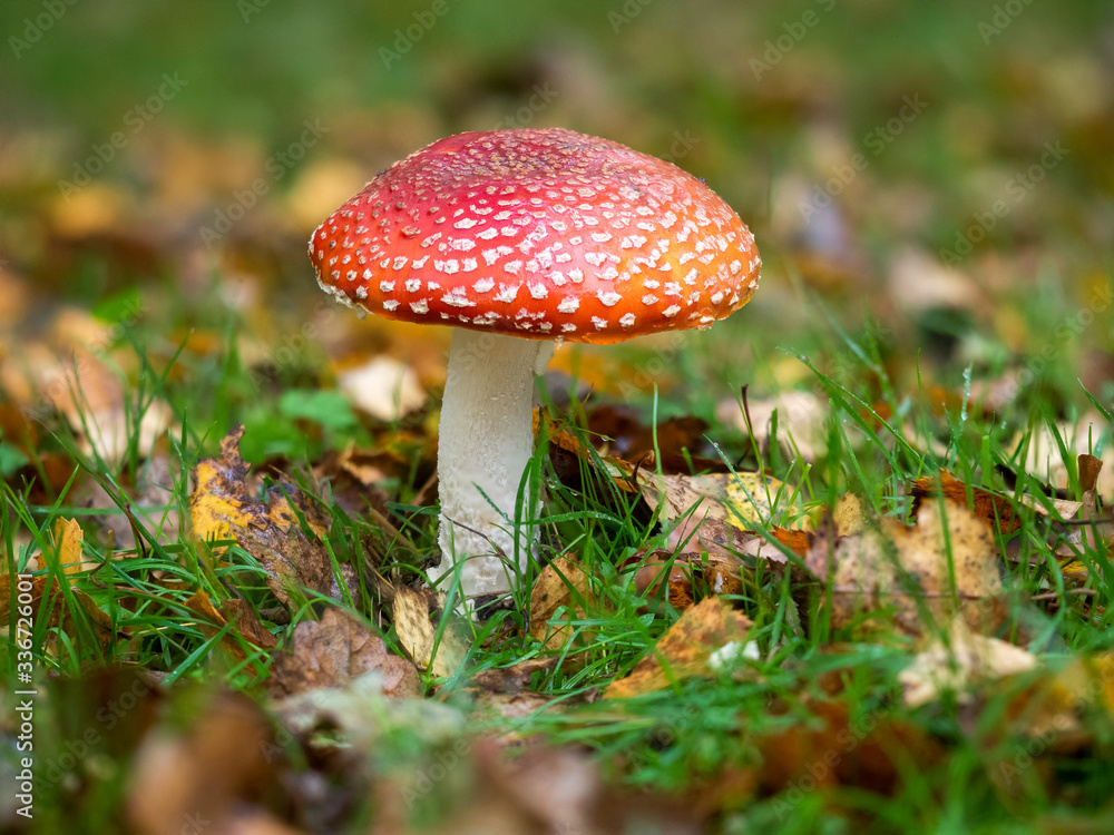 Fly Agaric Fungi on Forest floor Fly Agaric Fungi on Forest floor