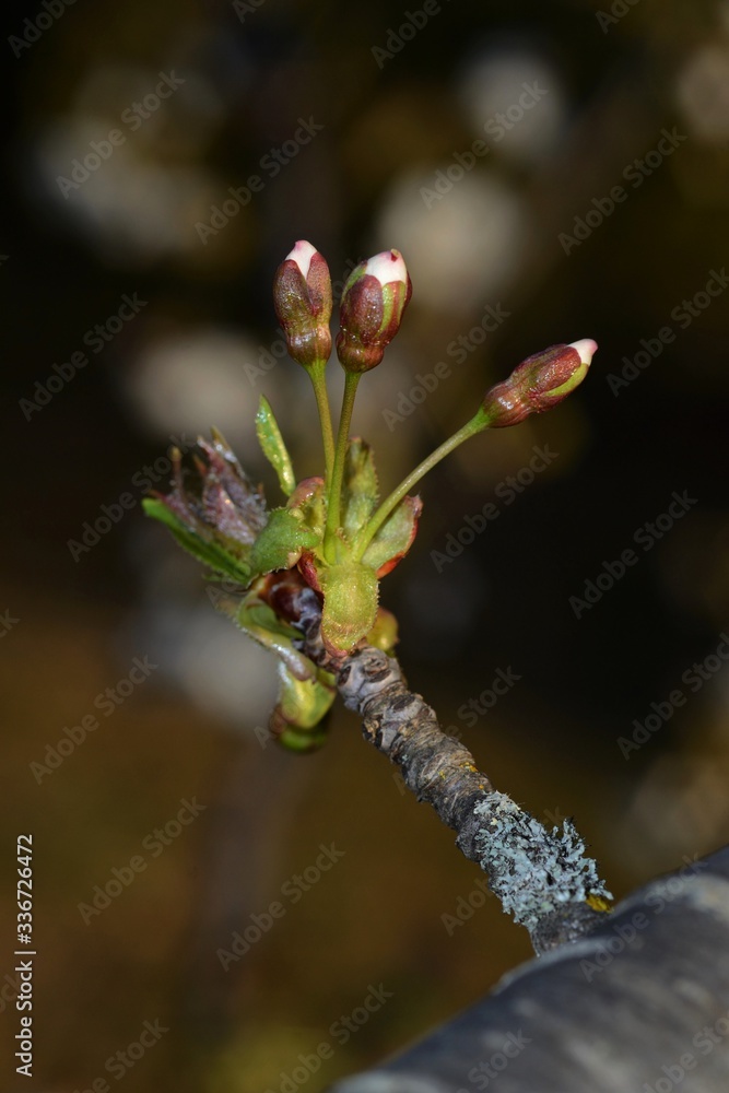 cherry buds on a branch on blurred background cherry buds on a branch on blurred background