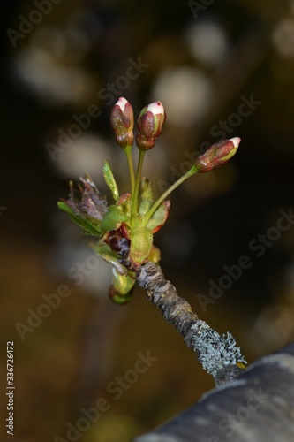 cherry buds on a branch on blurred background 