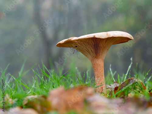 Milkcap mushroom in wet grass photo