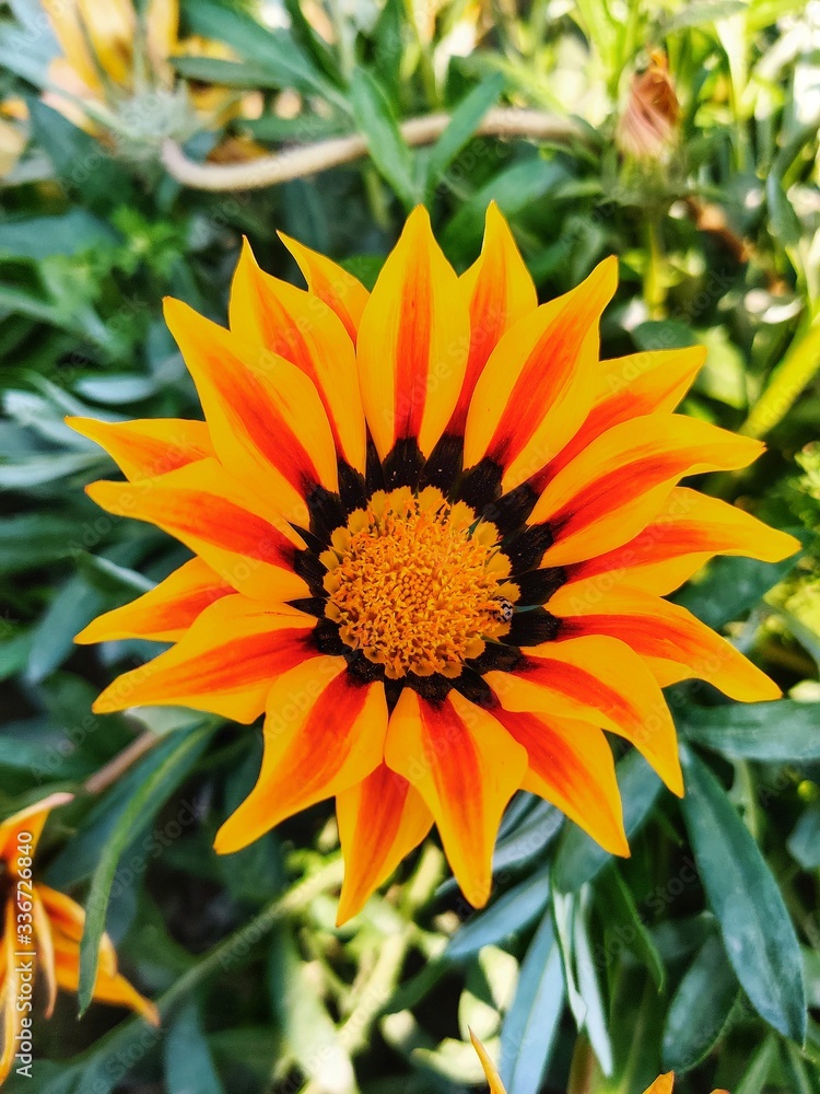 orange flower in the garden orange flower in the garden