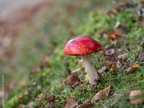 Fly Agaric Fungi on Forest floor