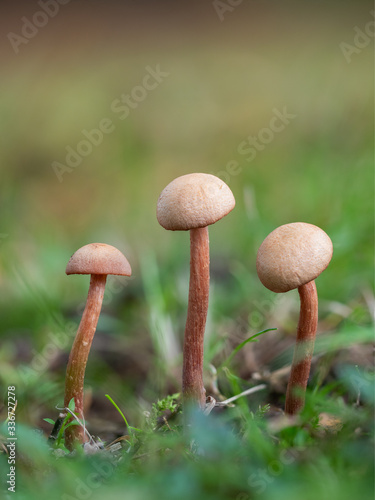 Laccaria laccata mushroom. Orange Deceiver. photo