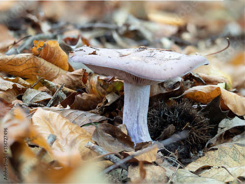 Purple wood blewits growing in leaf litter. photo