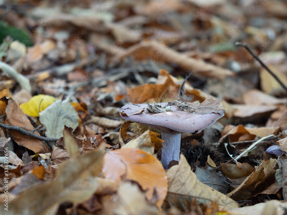 Purple wood blewits growing in leaf litter. Purple wood blewits growing in leaf litter.