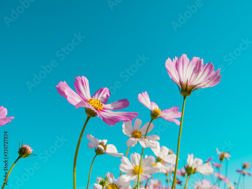 beutiful flowers with the blue sky