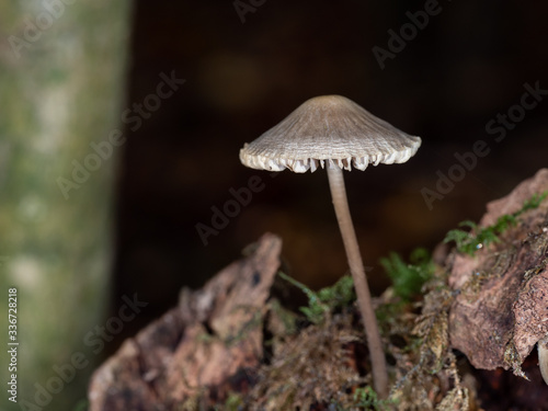 Brown Bonnet Fungi in Wood