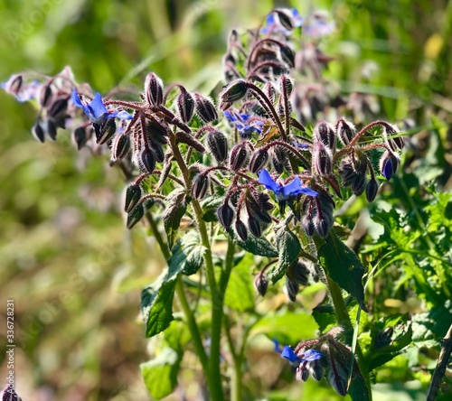 Borago officinalis commonly known as Borage or borragine a medicinal plant  photo