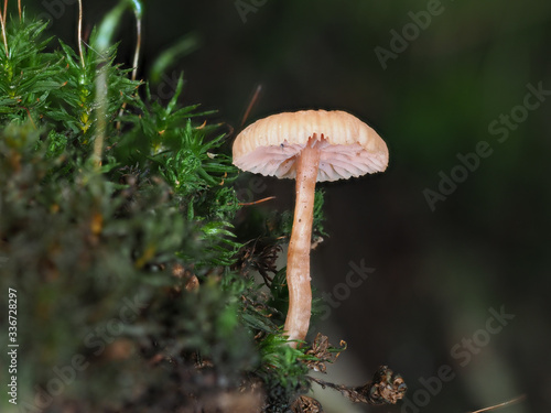 Orange Mushroom Fungi in Woodland