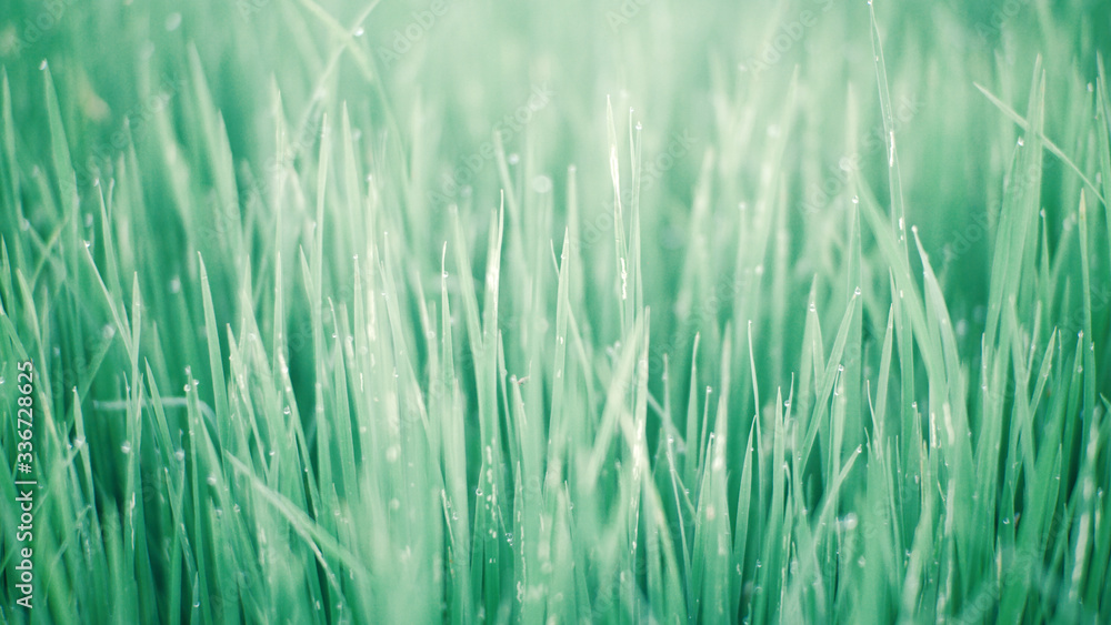 grass, natural spring background blurred green, selective focus   