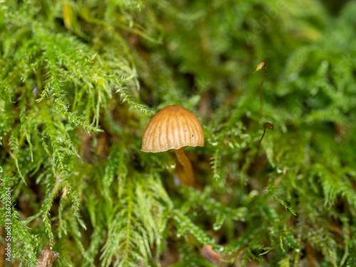 Orange Mushroom Fungi in Woodland