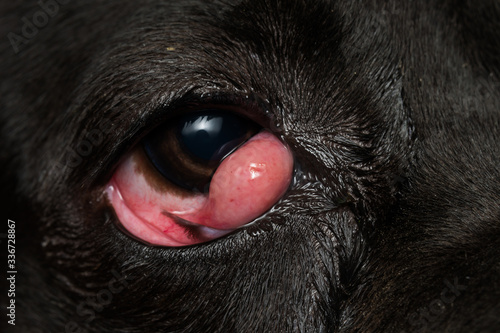 close-up photo of a black dog with cherry eye, cane corso dog breed