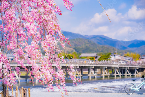 京都の春の風景 嵐山の桜 日本