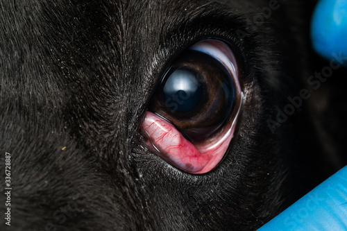 close-up photo of a black dog with cherry eye, cane corso dog breed