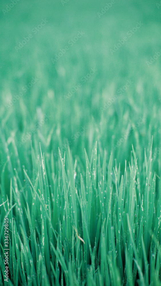 grass, natural spring background blurred green, selective focus