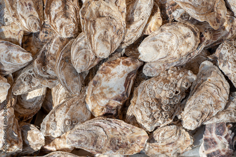Sea oysters shell background texture. Seafood.