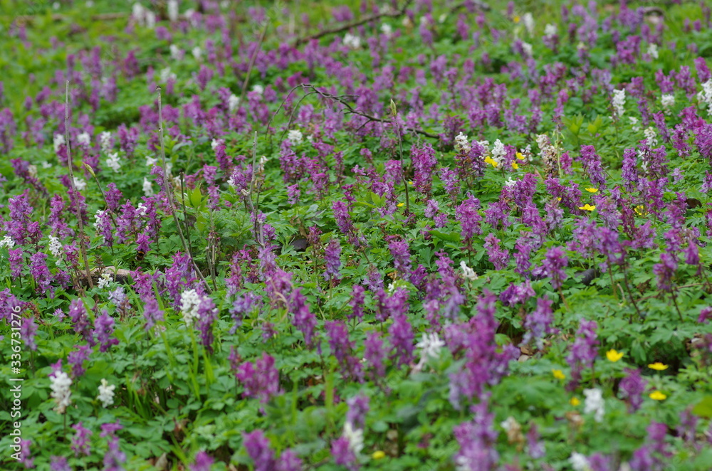 hohler lerchensporn (corydalis cava) hohler lerchensporn (corydalis cava)