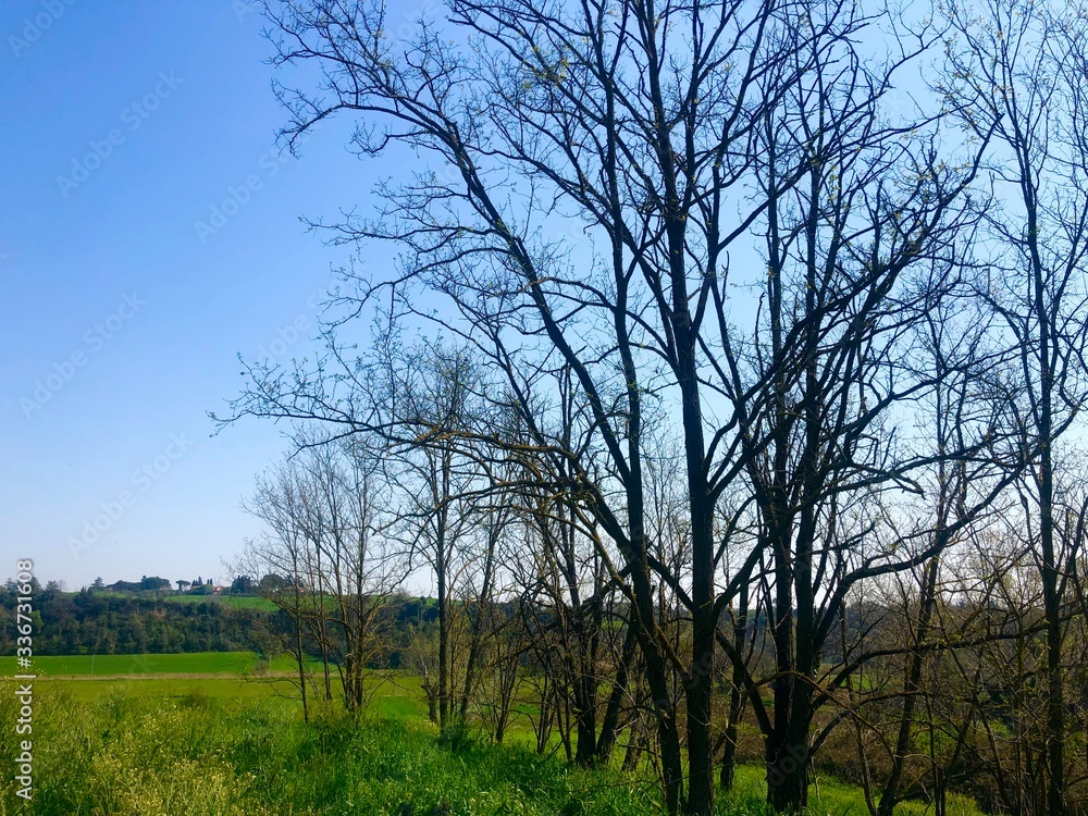 tree in the field in countryside of rome city in italy tree in the field in countryside of rome city in italy