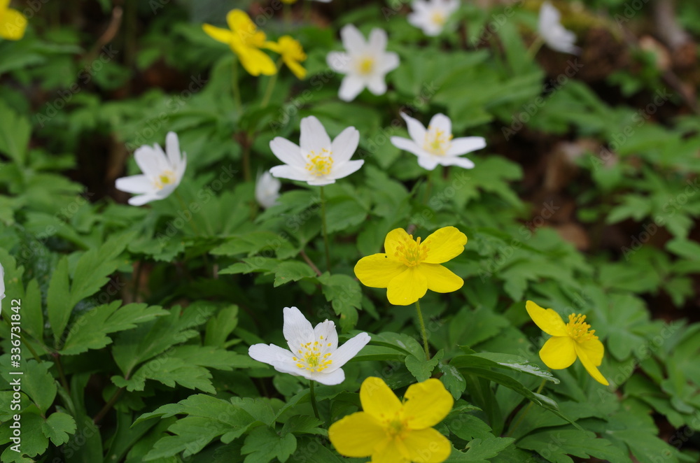 buschwindröschen (anemone nemorosa) und gelbes windröschen (anemone ranunculoides) buschwindröschen (anemone nemorosa) und gelbes windröschen (anemone ranunculoides)