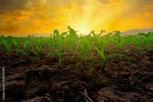 Maize seedling in the agricultural garden with the sunset with sunbeam