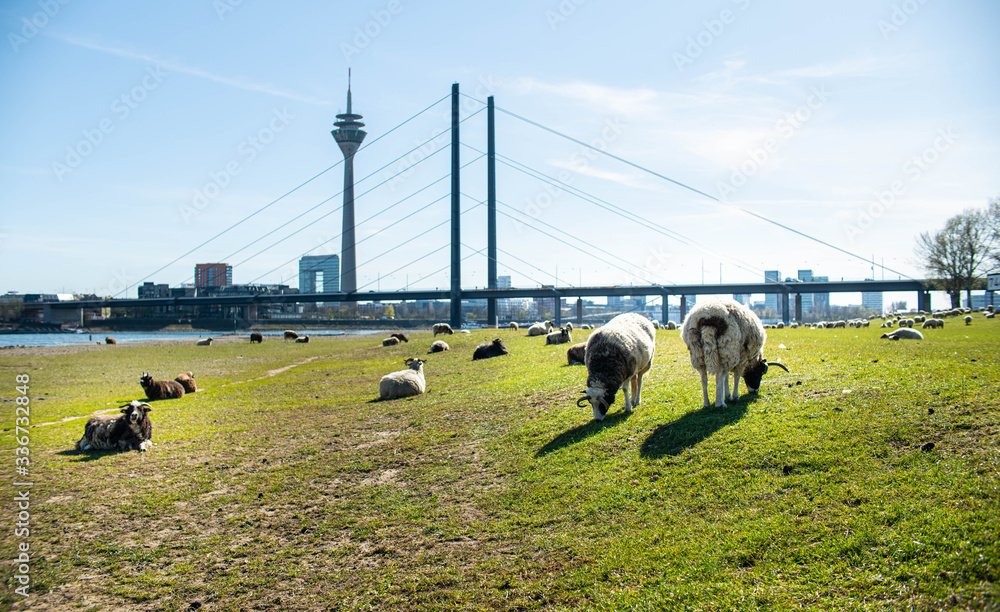 Obraz premium Schafe und Ziegen auf den Rheinwiesen in Düsseldorf
