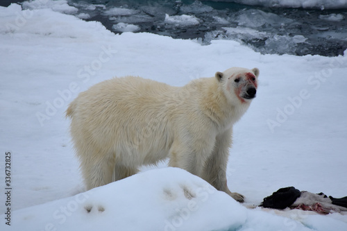 Polar bear playing with sealskin in Svalbard Archipelago, Norway