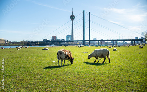 Schafe und Ziegen auf den Rheinwiesen in Düsseldorf photo