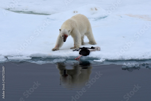 Принти на полотні Polar bear playing with sealskin in Svalbard Archipelago, Norway