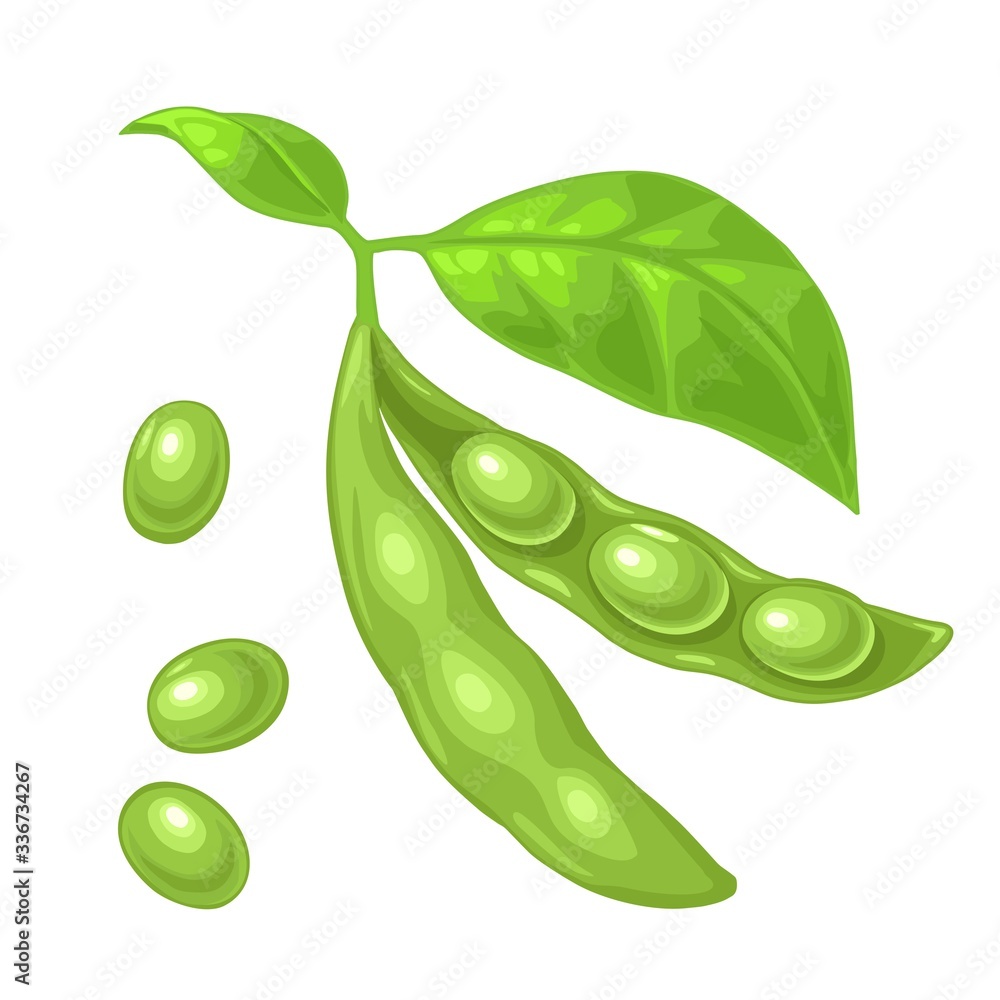 Soybean pod close and open with leaves and seeds. Vector color flat