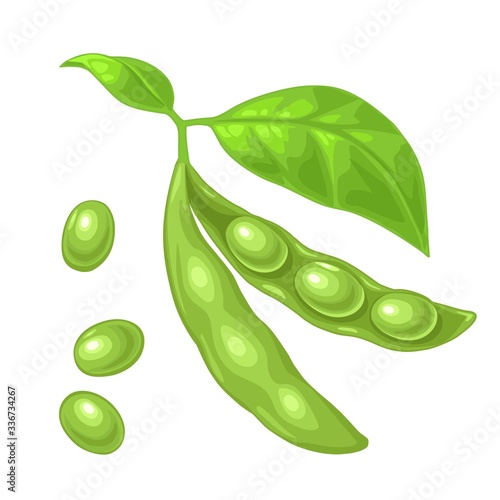 Soybean pod close and open with leaves and seeds. Vector color flat icon