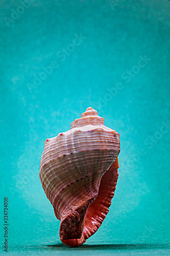 Side view of single sea shell on aquamarine background 