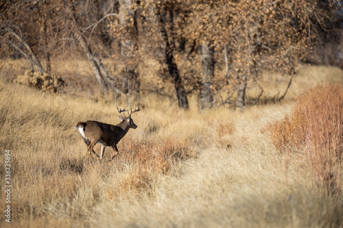 Whitetail Deer Buck Rutting in Colorado in Fall