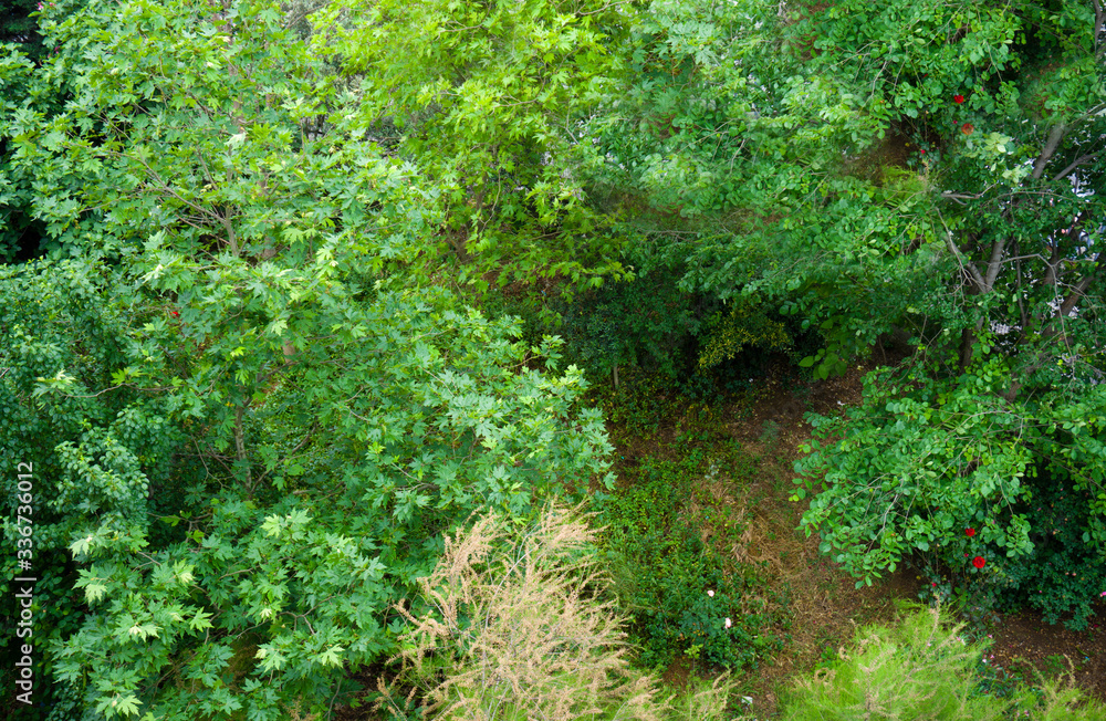 Greenery fruit garden in village. Landscape of grass field and sunny environment public park use as natural background,