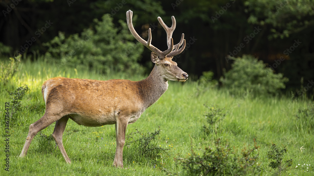 Alert red deer, cervus elaphus, looking aside on steppe ecosystem in green summer. Interested wild animal with antlers covered in velvet from side with copy space. Wild herbivore in nature.