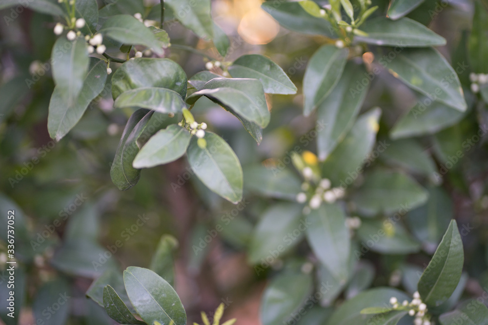 Obraz premium Crops about to bloom