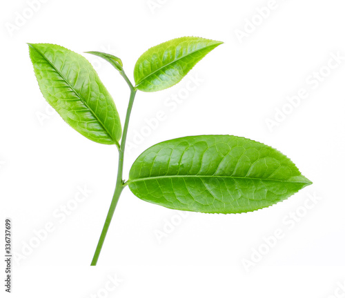 fresh green tea leaf isolated on white background