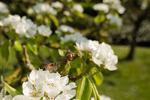 Shallow focus of a honey bee seen flying off from a pear blossom in a spring garden. Its pollen sack can be seen underneath the honey bee.