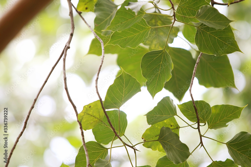 Pho leaf in the garden , soft blur texture background Pho leaf in the garden , soft blur texture background