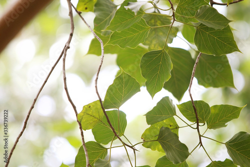 Pho leaf in the garden , soft blur texture background