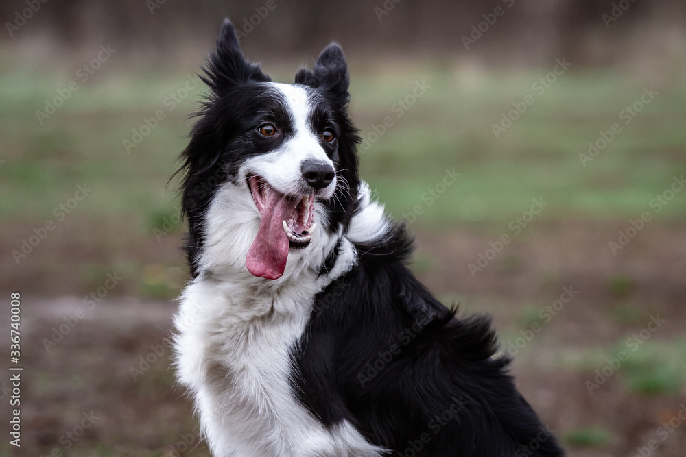dog border collie white black sits on the ground on the grass with his tongue hanging out