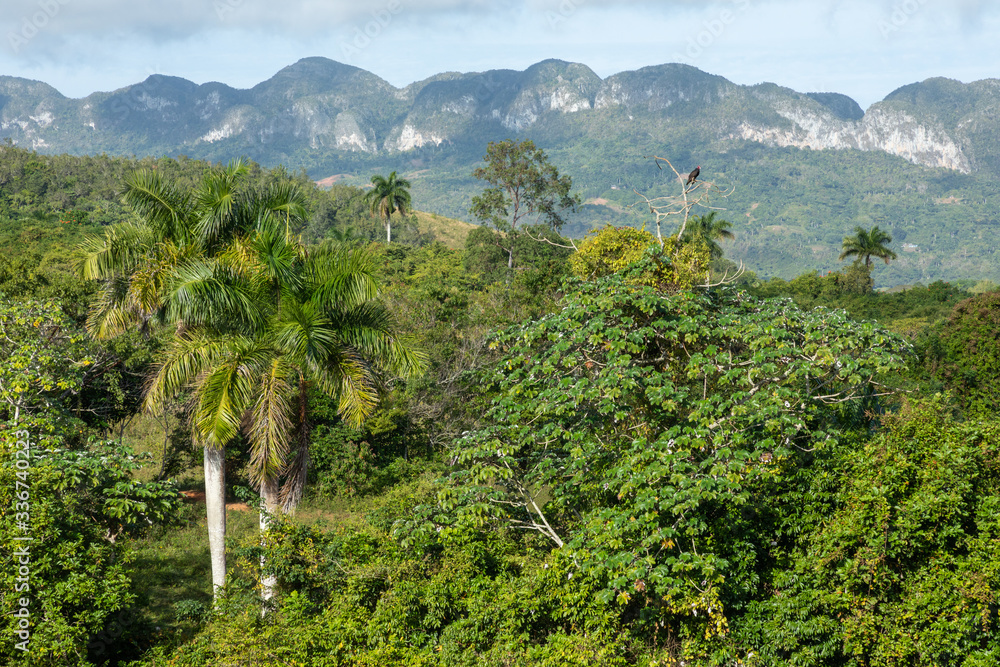 The Vinales Valley (Valle de Vinales), popular tourist destination. Tobacco plantation. Pinar del Rio, Cuba.